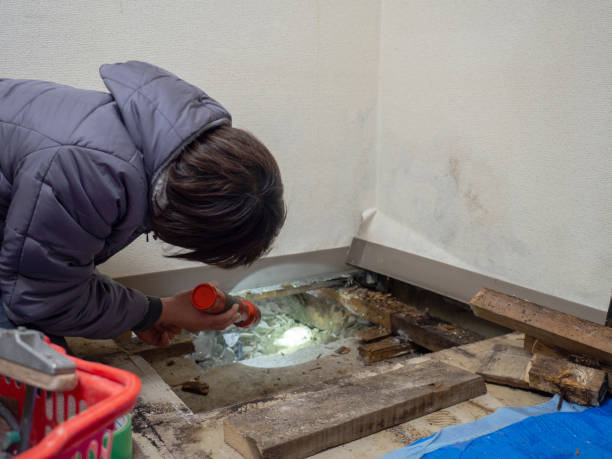 Best Mold Damage Restoration  in Altamont, IL