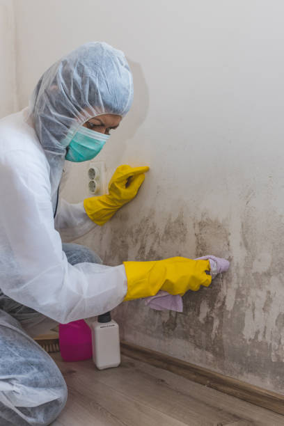 Best Comprehensive Air Testing for Mold Contaminants  in Altamont, IL