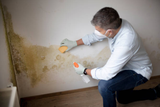 Best Dehumidification Services  in Altamont, IL