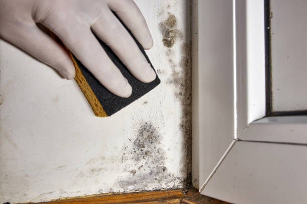 Reliable Altamont, IL Mold Removal Solutions