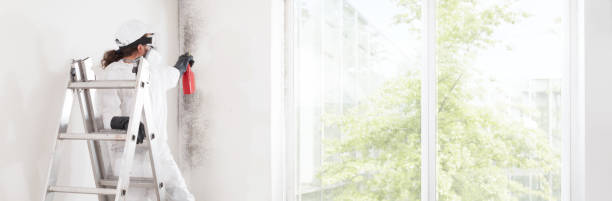 Best Mold Odor Removal Services  in Altamont, IL